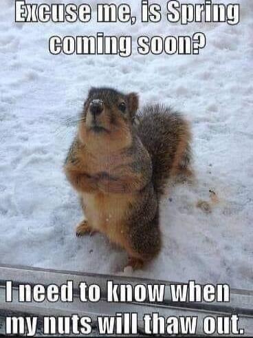Excuse me, is Spring coming soon? I need to know when my nuts will thaw out.