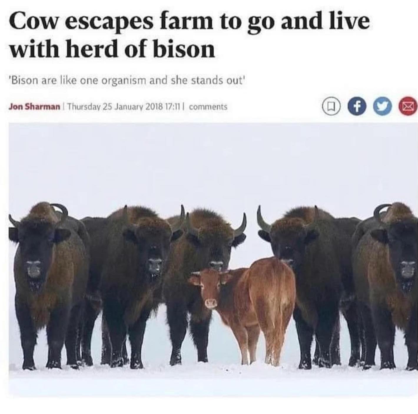 Cow escapes farm to go and live with herd of bison Bison are like one organism and she stands ou Jon Sharman 5 000e