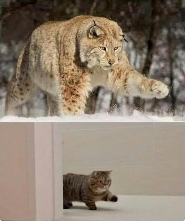 A lynx is about to pounce on a domestic cat.