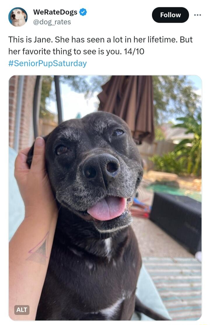 WeRateDogs m dog rates This is Jane She has seen a lot in her lifetime But her favorite thing to see is you 1410 SeniorPupSaturday