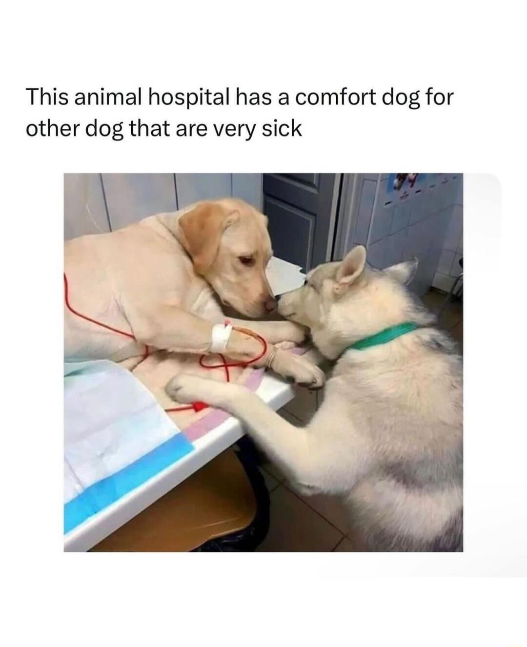 This animal hospital has a comfort dog for other dog that are very sick