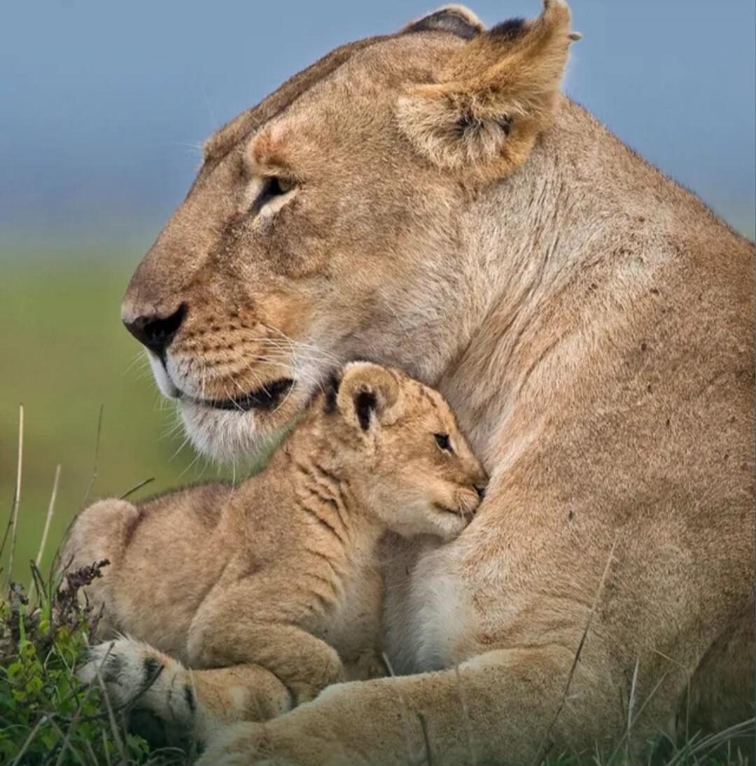 A lioness with her cub resting together.