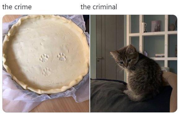 the crime the criminal NQ
