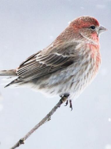 A small red-headed bird perched on a thin branch.