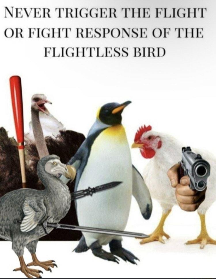 NEVER TRIGGER THE FLIGHT OR FIGHT RESPONSE OF THE FLIGHTLESS BIRD
