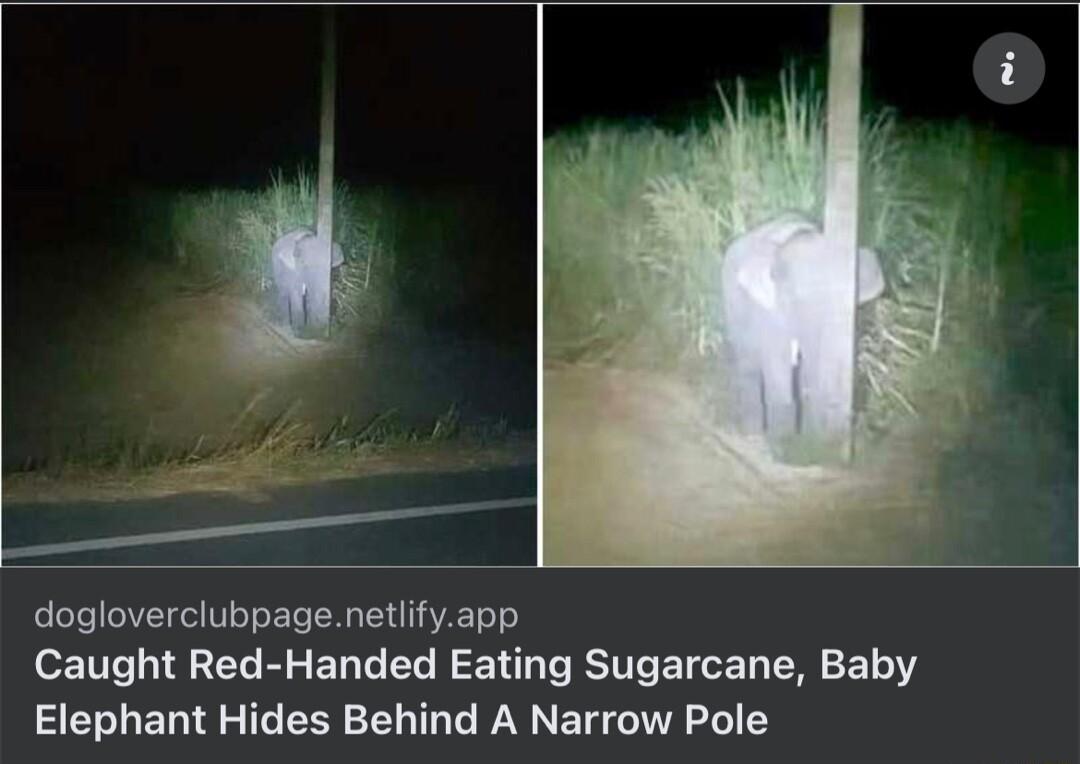 dogloverclubpagenetlifyapp Caught Red Handed Eating Sugarcane Baby Elephant Hides Behind A Narrow Pole