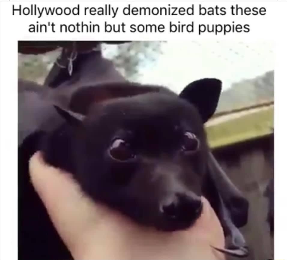 Hollywood really demonized bats these aint nothin but some bird puppies