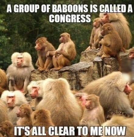 AGROUP OF BABOONS IS CALLED A CONGRESS