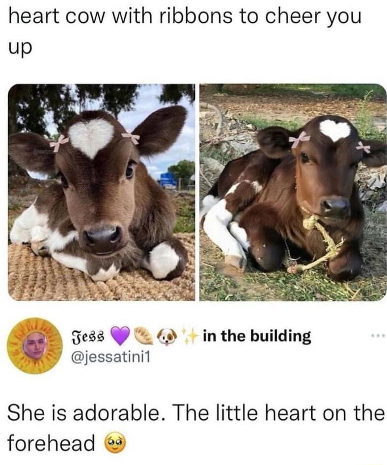 heart cow with ribbons to cheer you up Li Jess 49 inthe building jessatinit She is adorable The little heart on the forehead