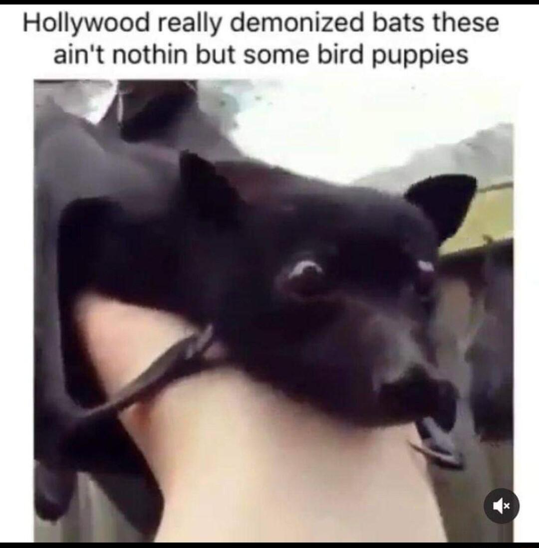 Hollywood really demonized bats these aint nothin but some bird puppies