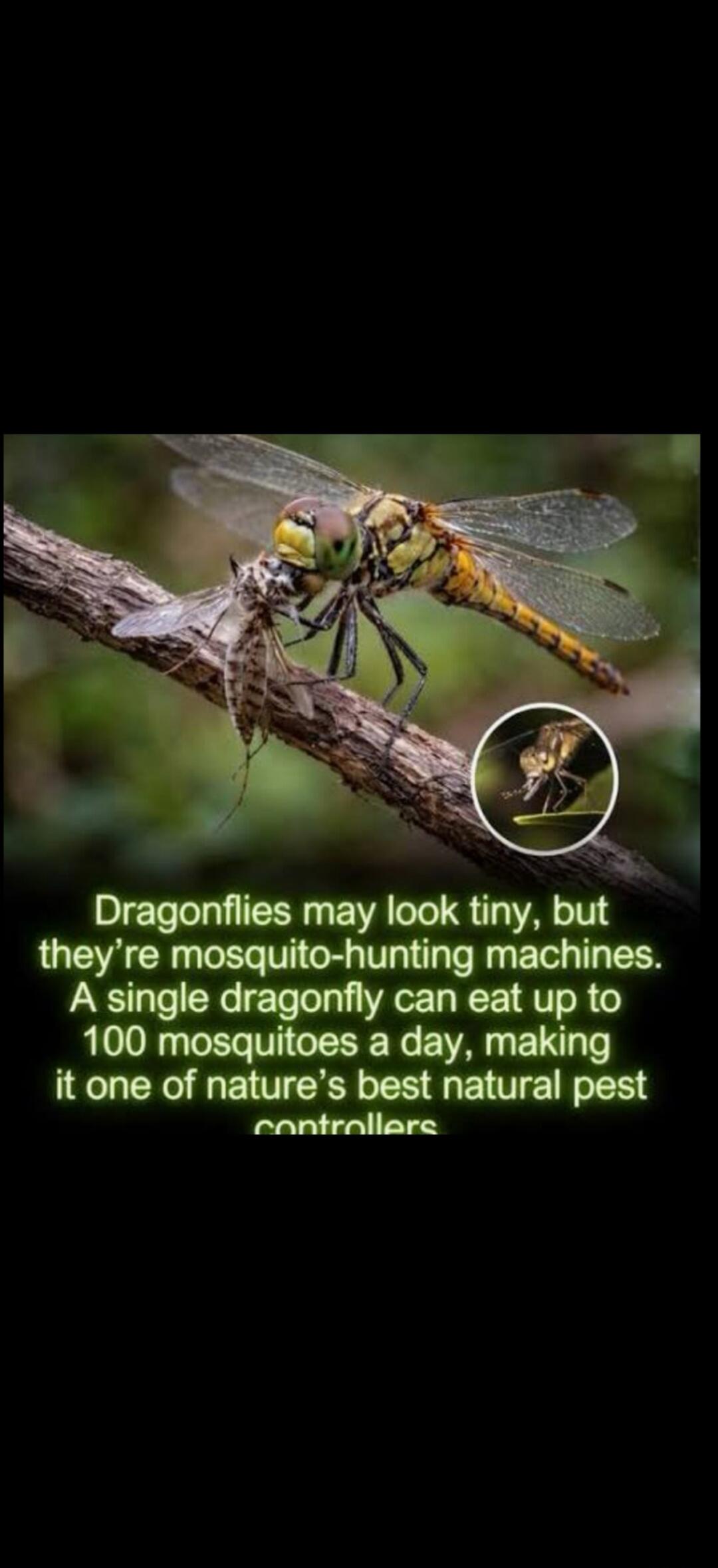 Dragonflies may look tiny, but they're mosquito-hunting machines. A single dragonfly can eat up to 100 mosquitoes a day, making it one of nature's best natural pest controllers.