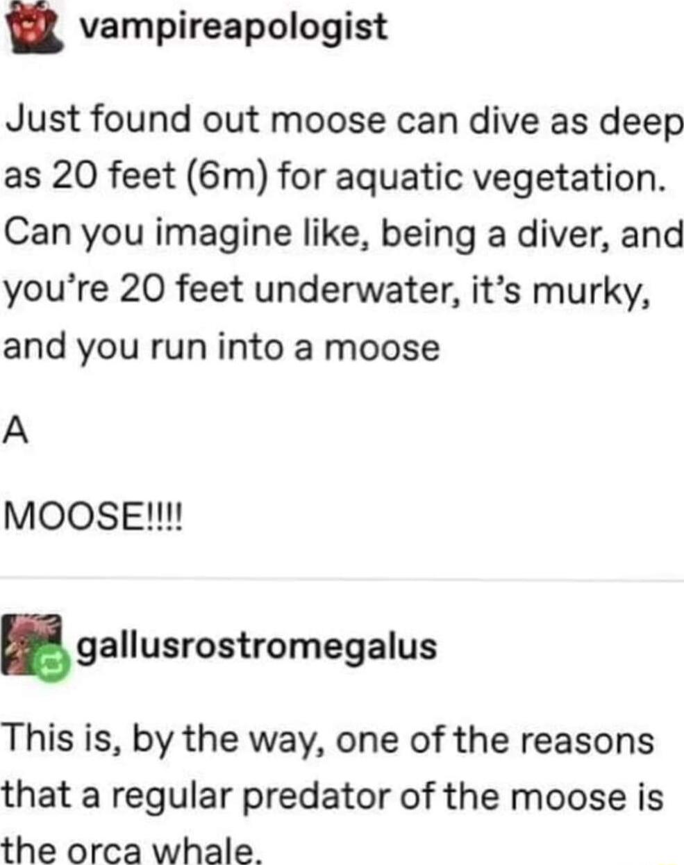 R vampireapologist Just found out moose can dive as deep as 20 feet 6m for aquatic vegetation Can you imagine like being a diver and youre 20 feet underwater its murky and you run into a moose A MOOSE gallusrostromegalus This is by the way one of the reasons that a regular predator of the moose is the orca whale