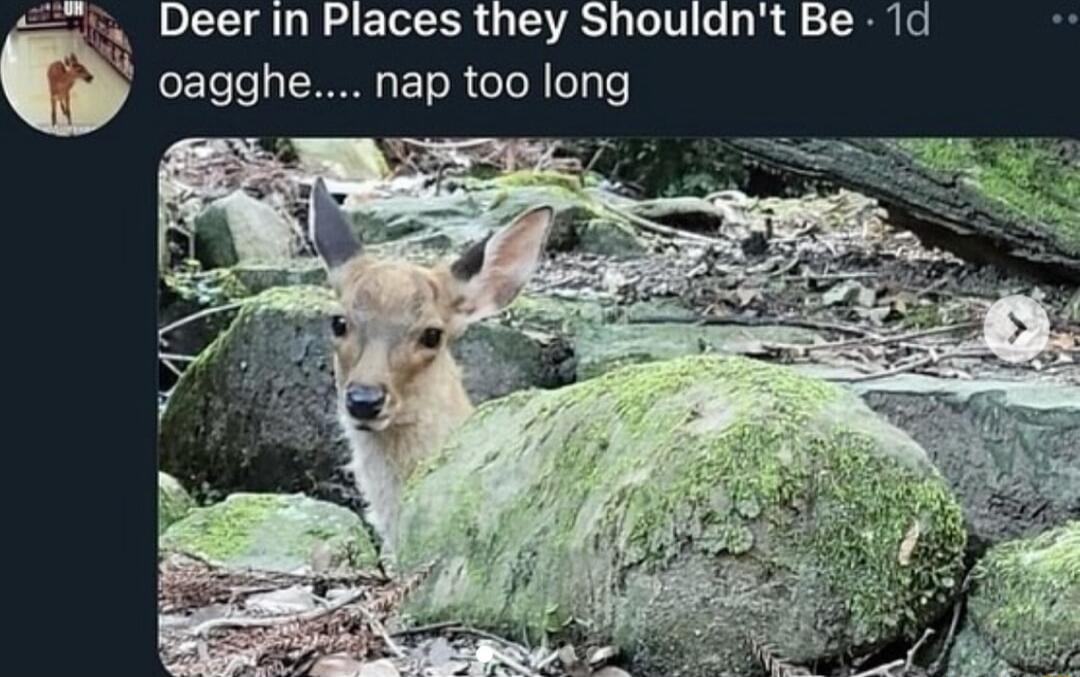 Deer in Places they Shouldnt Be 1d