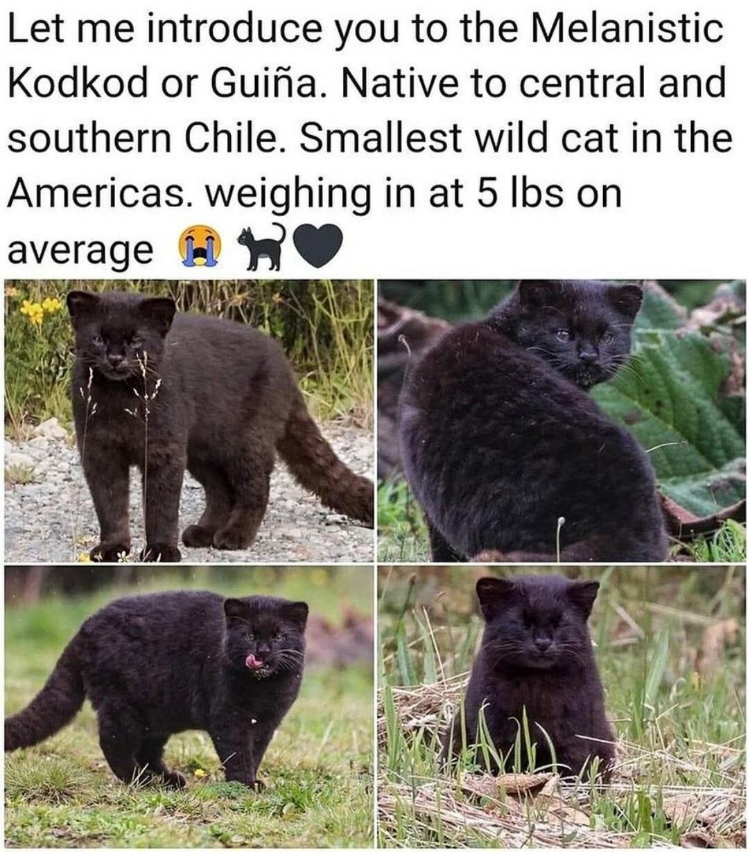 Let me introduce you to the Melanistic Kodkod or Guifia Native to central and southern Chile Smallest wild cat in the Americas weighing in at 5 Ibs on average 9w