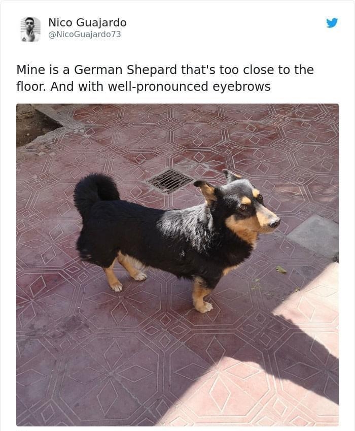 Nico Guajardo Mine is a German Shepard thats too close to the floor And with well pronounced eyebrows 8461 434 PM Aug 16 408 people are talking about this