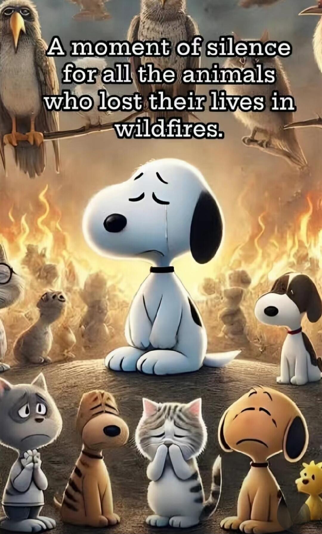 A moment of silence for all the animals who lost their lives in wildfires.