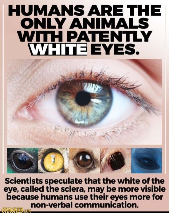 HUMANS ARE THE ONLY ANIMALS WITH PATENTLY 1iIEYES o S CosS Scientists speculate that the white of the eye called the sclera may be more visible because humans use their eyes more for non verbal communication