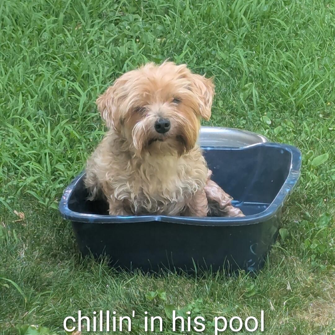 chillin' in his pool