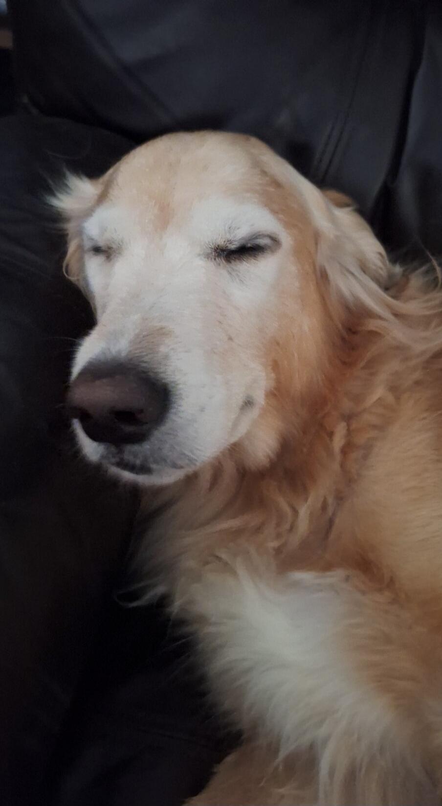 A golden retriever sleeping on a dark couch.