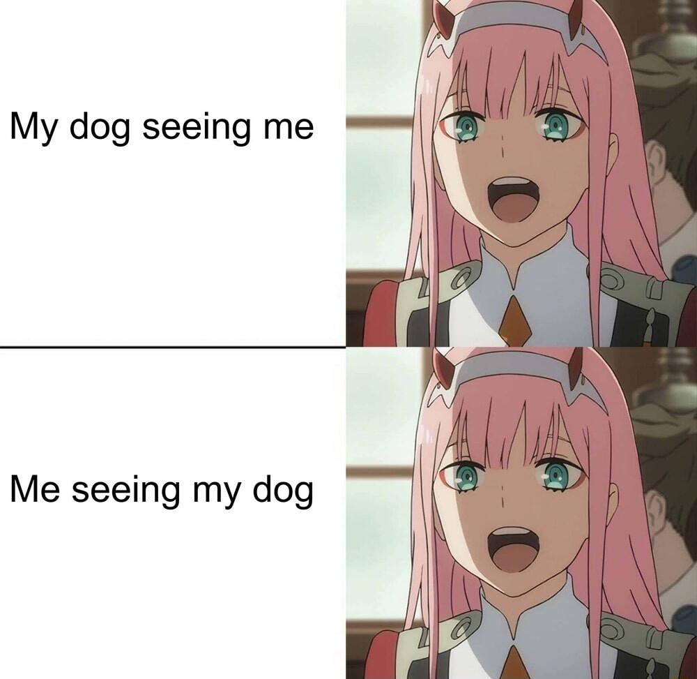My dog seeing me Me seeing my dog