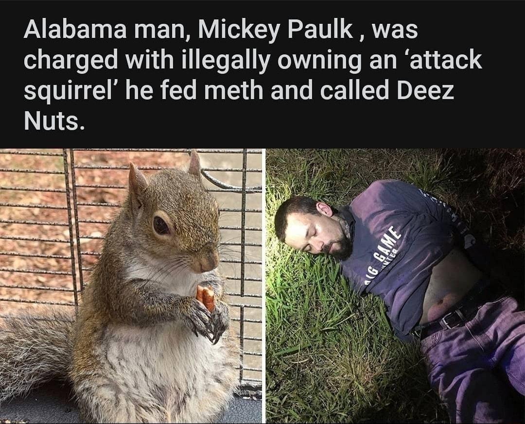 PAELEIEN R EL R e QA T LERVETS charged with illegally owning an attack squirrel he fed meth and called Deez Nuts