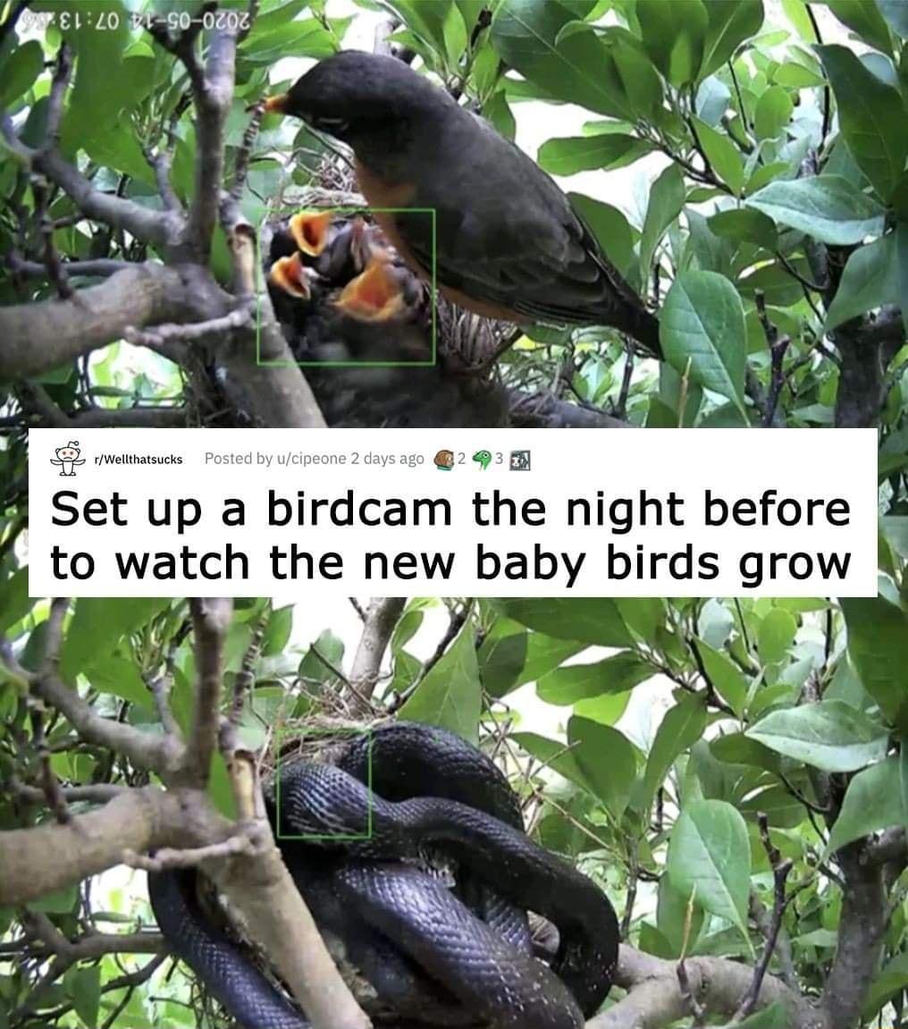 L Set up a birdcam the night before k to watch the