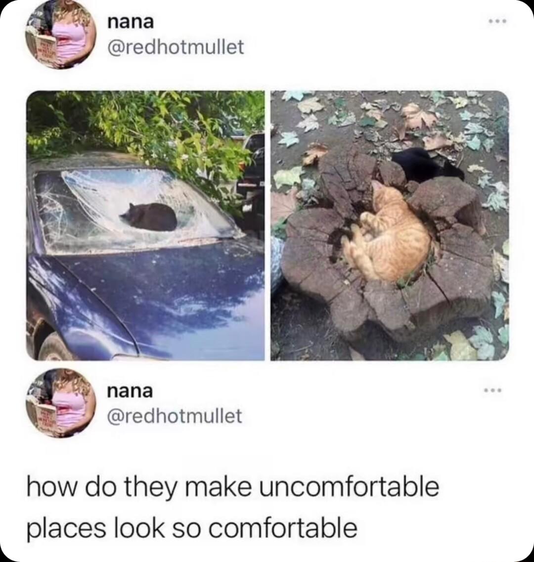 nana redhotmullet nana redhotmullet how do they make uncomfortable places look so comfortable