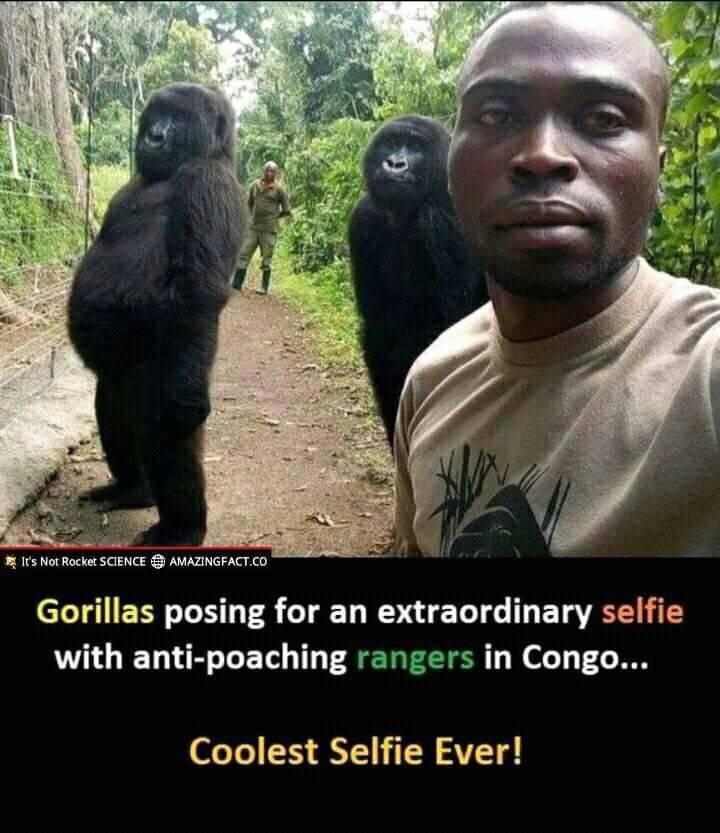 Its Not Rocket SCIENCE AMAZINGFACTCO Gorillas posing for an extraordinary selfie with anti poaching rangers in Congo Coolest Selfie Ever