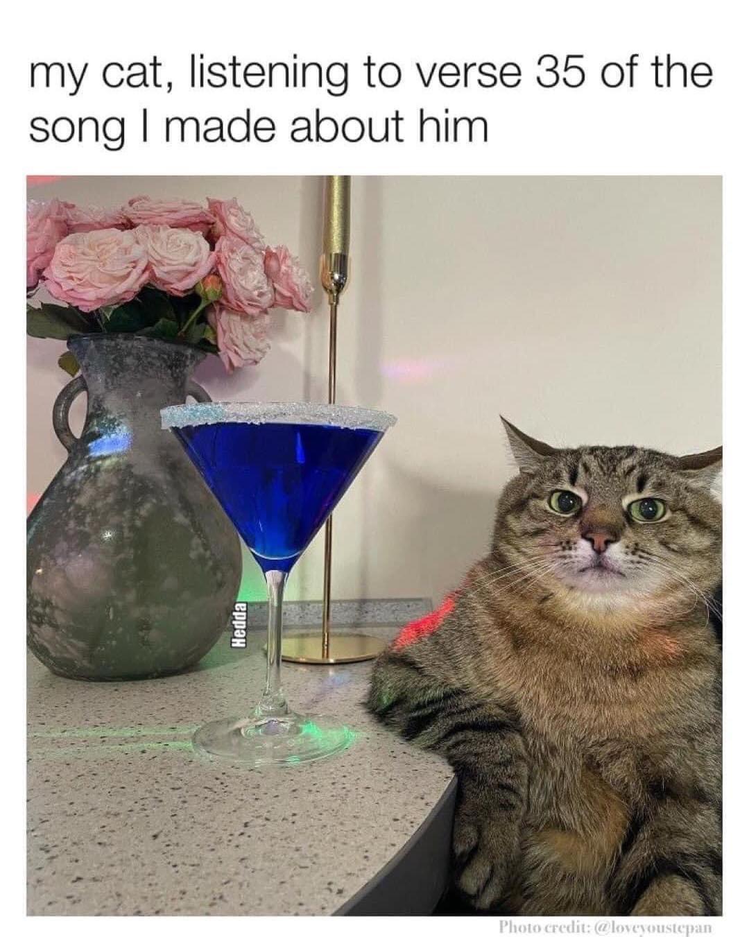 my cat listening to verse 35 of the song made about him