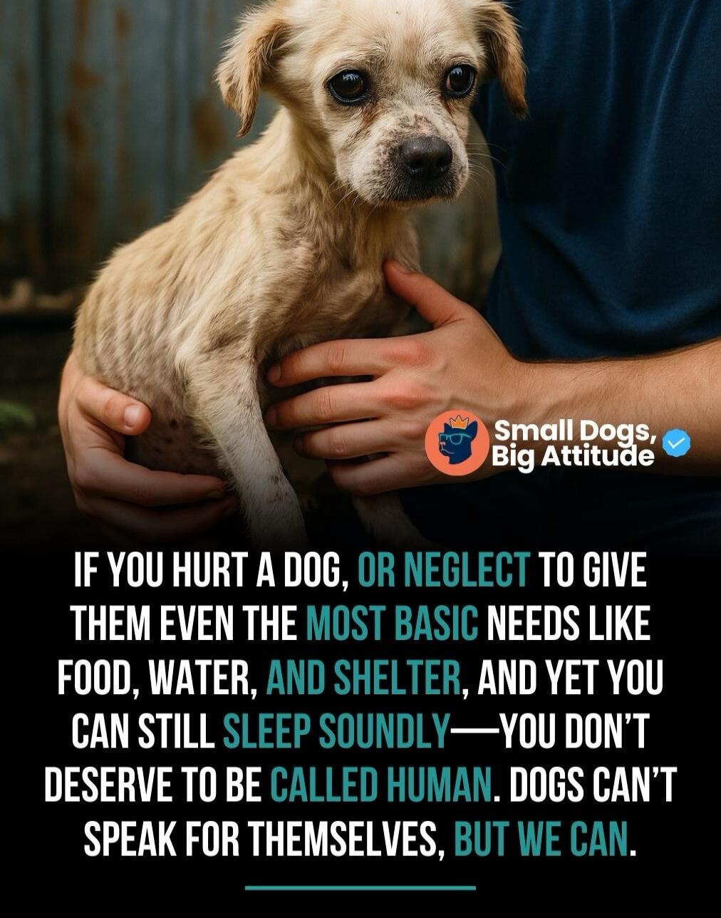 Small Dogs, Big Attitude. If you hurt a dog, or neglect to give them even the most basic needs like food, water, and shelter, and yet you can still sleep soundly—you don't deserve to be called human. Dogs can't speak for themselves, but we can.