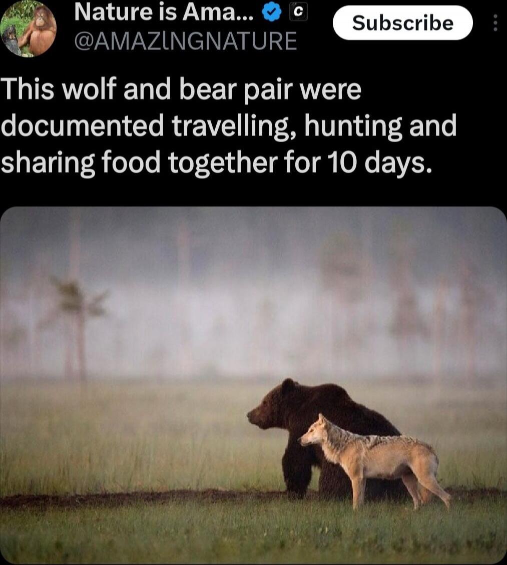 This wolf and bear pair were documented travelling, hunting and sharing food together for 10 days.