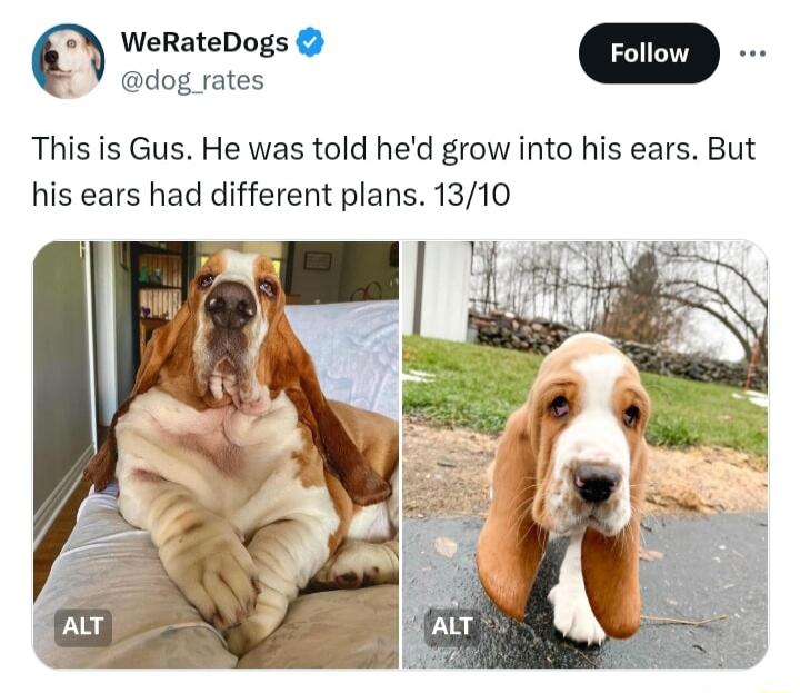 WeRateDogs Foll This is Gus He was told hed grow into his ears But his ears had different plans 1310