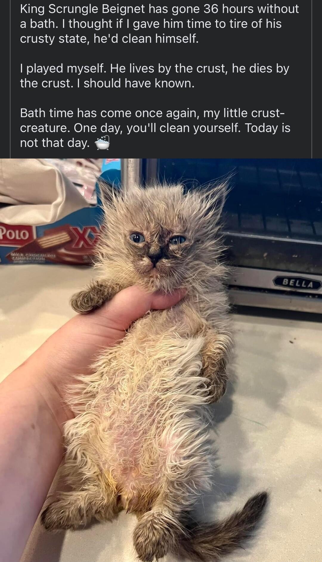 King Scrungle Beignet has gone 36 hours without a bath thought if gave him time to tire of his crusty state hed clean himself played myself He lives by the crust he dies by the crust should have known Bath time has come once again my little crust creature One day youll clean yourself Today is not that day W