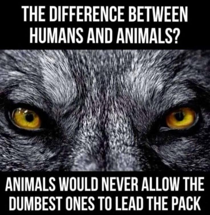 THE DIFFERENCE BETWEEN HUMANS AND ANIMALS? ANIMALS WOULD NEVER ALLOW THE DUMBEST ONES TO LEAD THE PACK