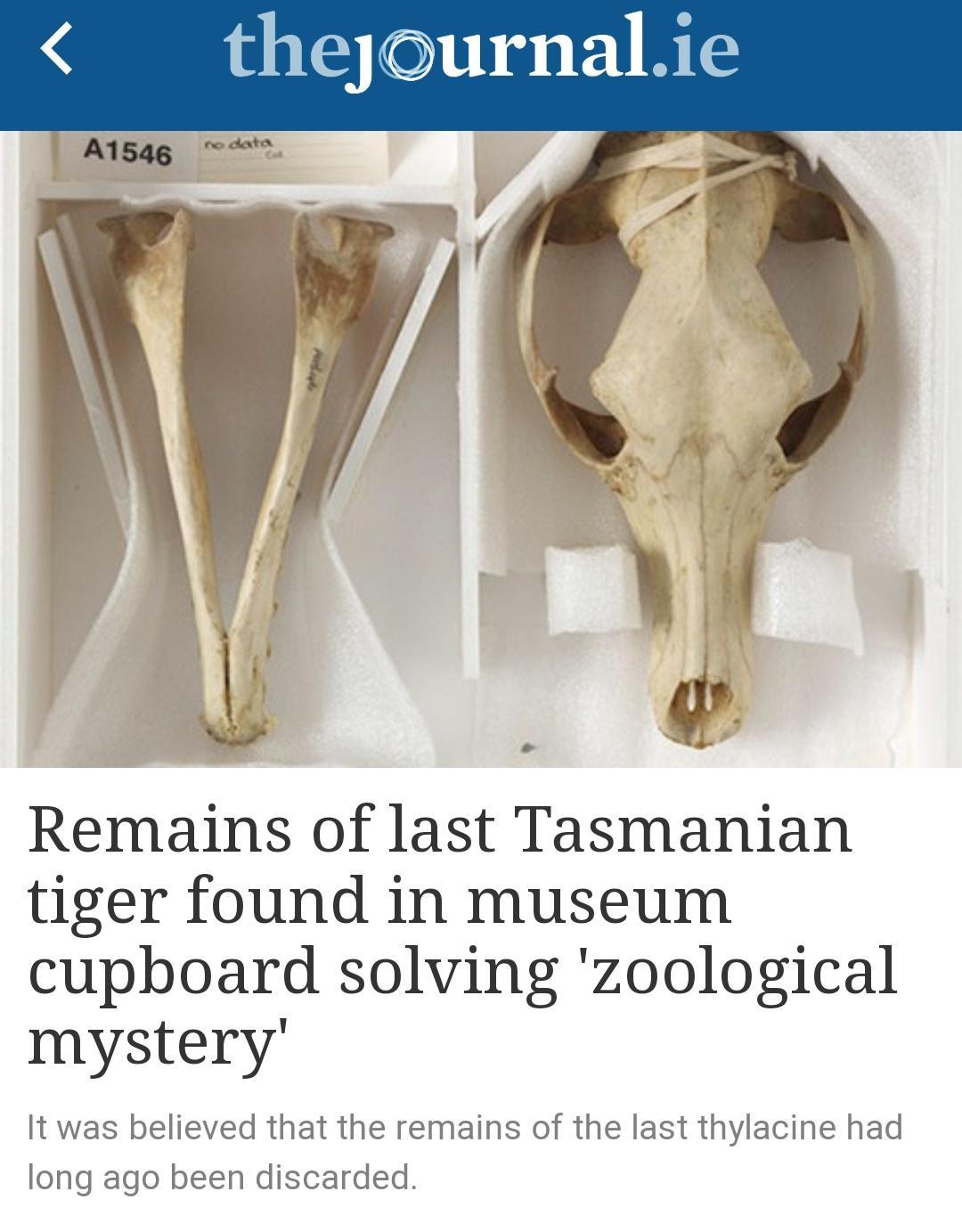 Remains of last Tasmanian tiger found in museum cupboard solving zoological mystery the remains of the last thylacine had ed