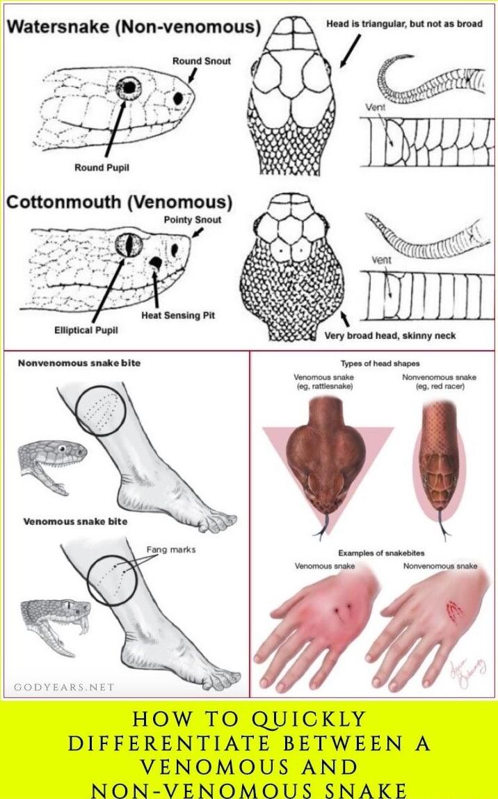 Watersnake Non venomous
