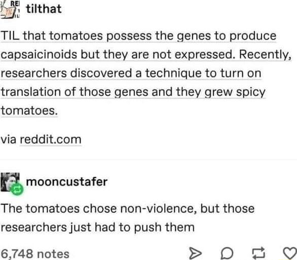 O tilthat TIL that tomatoes possess the genes to produce capsaicinoids but they are not expressed Recently researchers discovered a technique to turn on translation of those genes and they grew spicy tomatoes via redditcom E mooncustafer The tomatoes chose non violence but those researchers just had to push them 6748 notes 0 o O