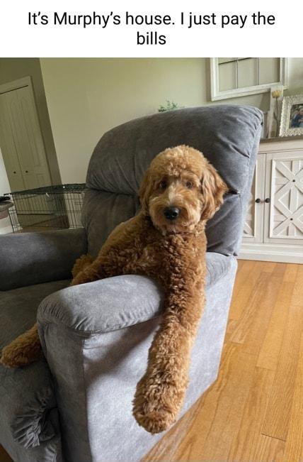 Its Murphys house just pay the