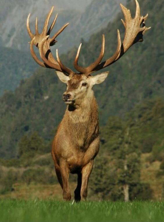 A large male deer with enormous antlers standing in a grassy field, with a forested background.