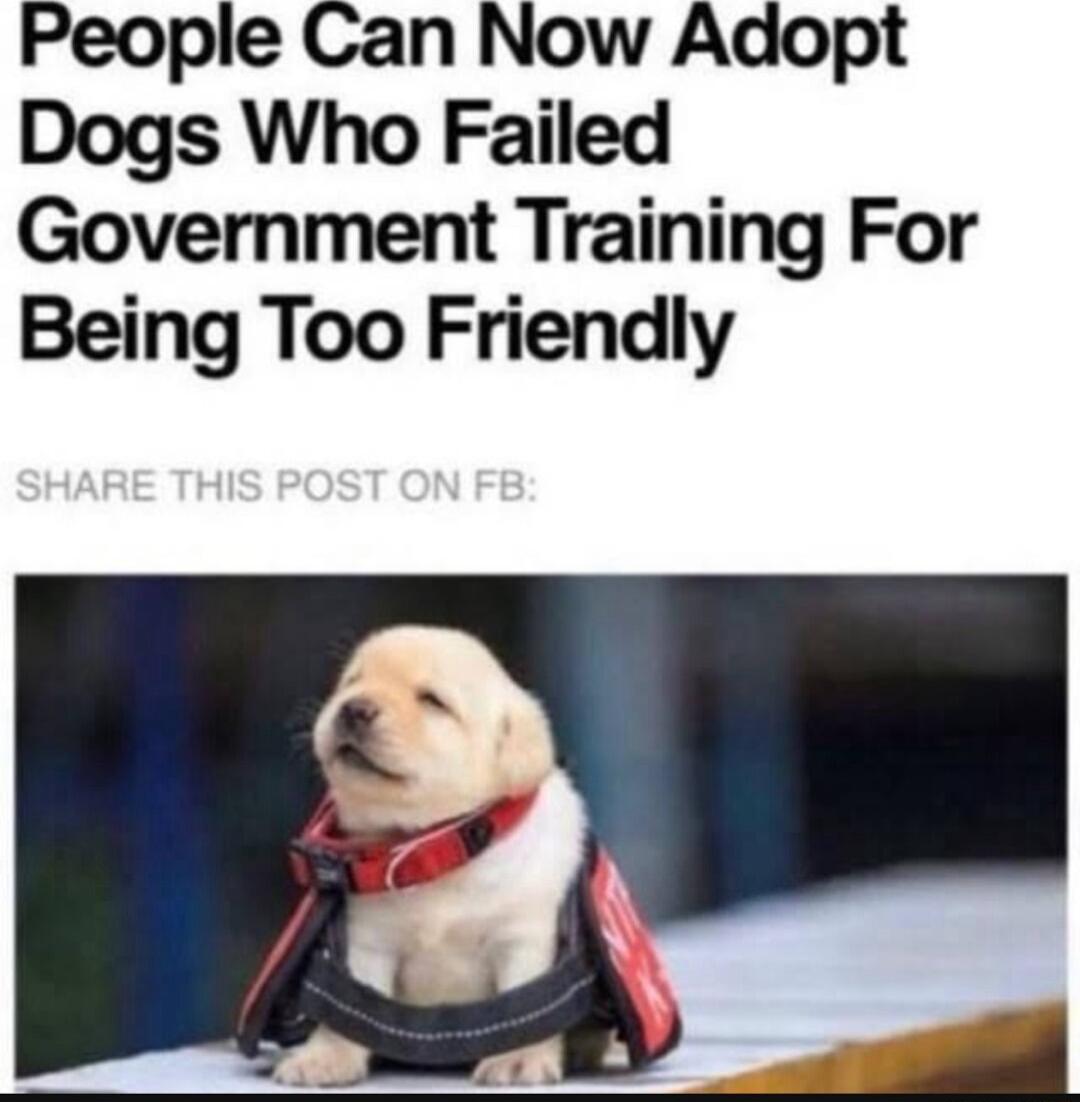 People Can Now Adopt Dogs Who Failed Government Training For Being Too Friendly
