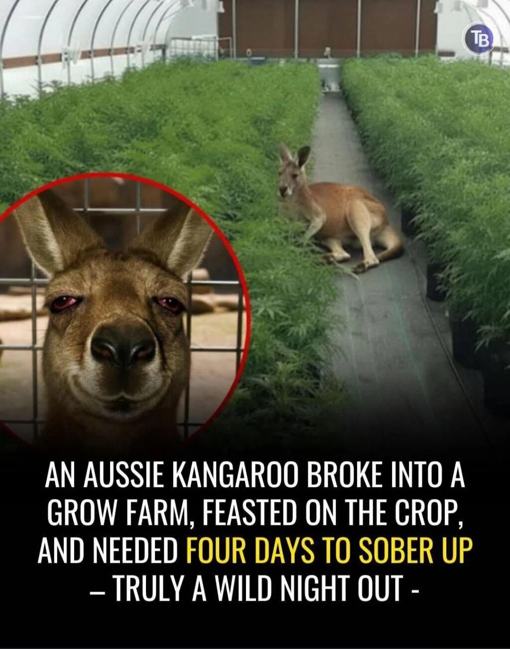 AN AUSSIE KANGAROO BROKE INTO A GROW FARM, FEASTED ON THE CROP, AND NEEDED FOUR DAYS TO SOBER UP — TRULY A WILD NIGHT OUT -