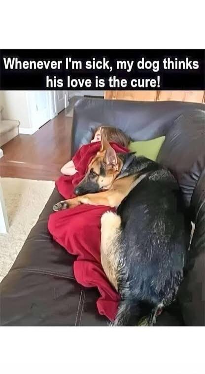 Whenever I'm sick, my dog thinks his love is the cure!