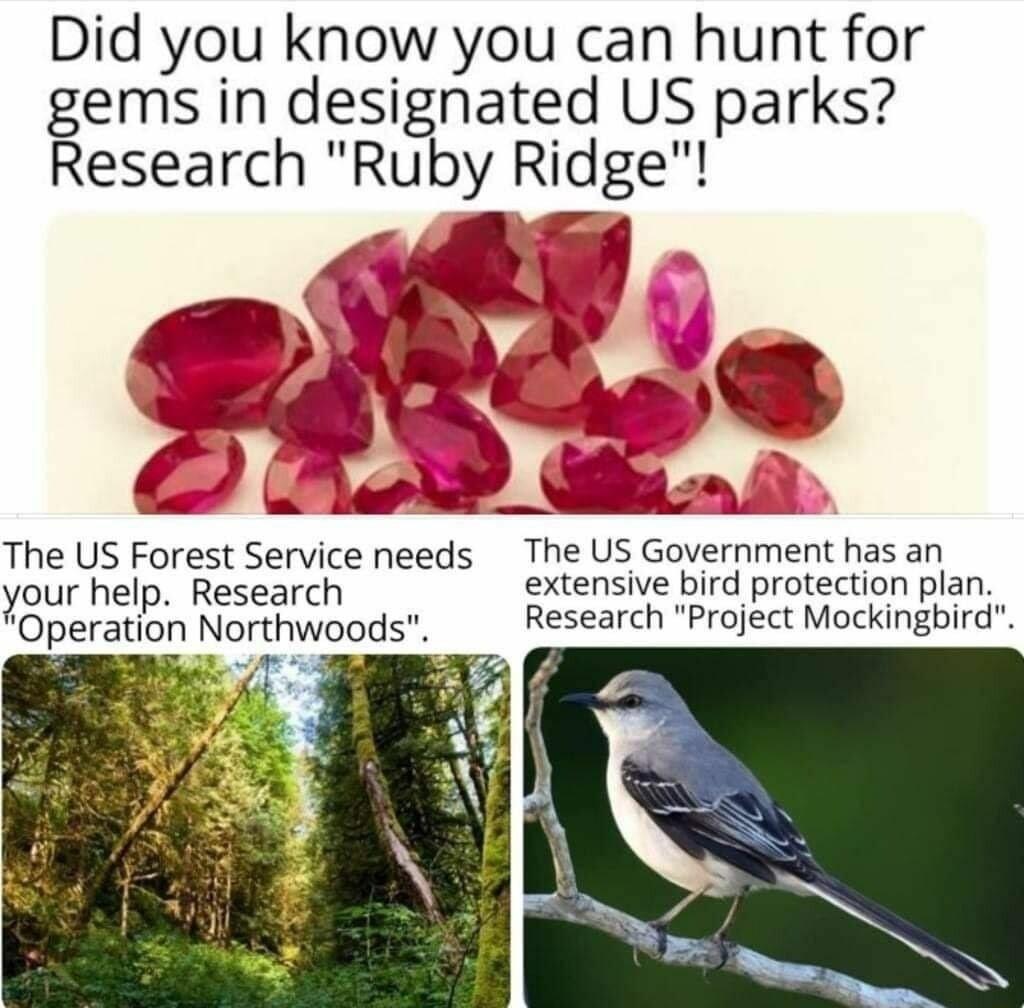Did you know you can hunt for gems in designated US parks Research Ru y Rldge Y SV 8 L Arl o The US Forest Service needs The US Government has an our help Research extensive bird protection plan yoperaupnn Northwoods Research Project Mockingbird