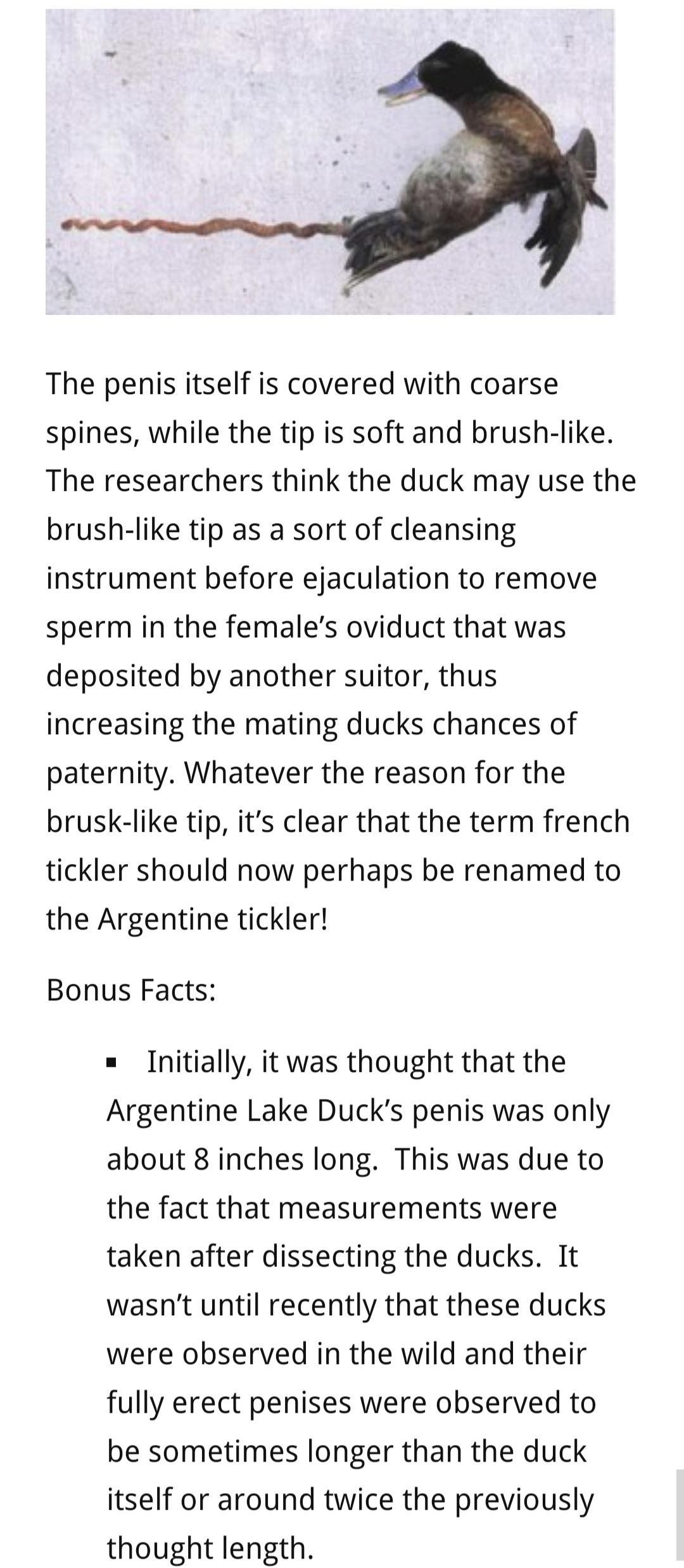 The penis itself is covered with coarse spines while the tip is soft and brush like The researchers think the duck may use the brush like tip as a sort of cleansing instrument before ejaculation to remove sperm in the females oviduct that was deposited by another suitor thus increasing the mating ducks chances of paternity Whatever the reason for the brusk like tip its clear that the term french t