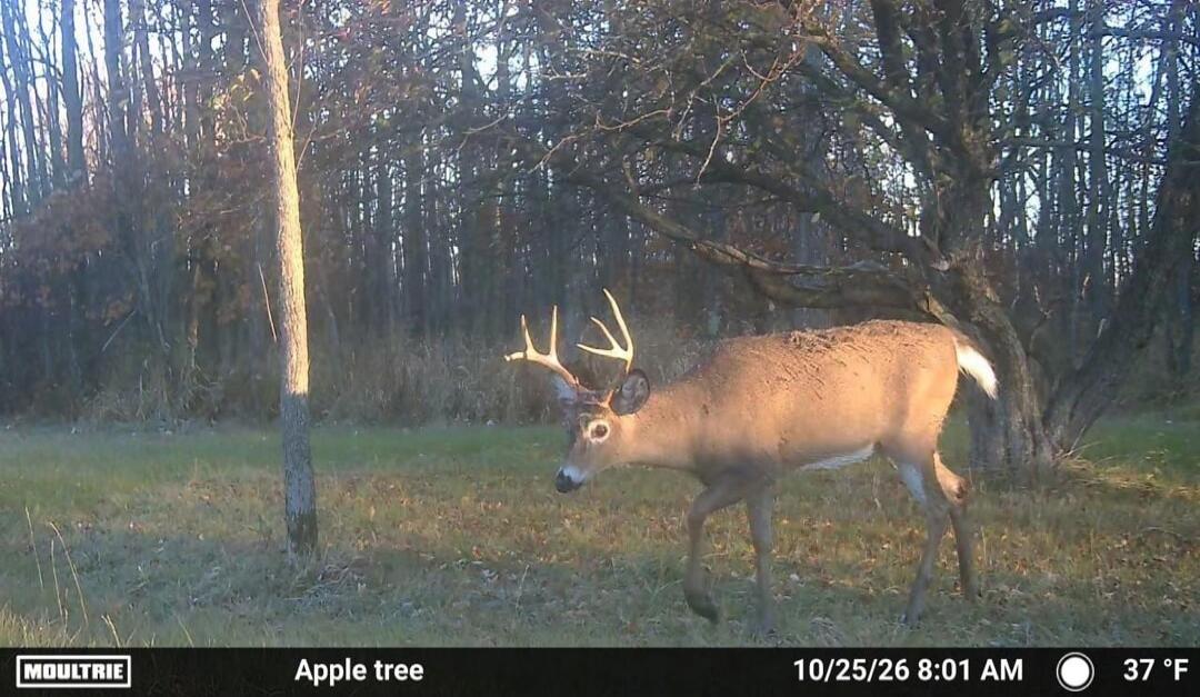 MOULTRIE Apple tree 10/25/26 8:01 AM 37 °F