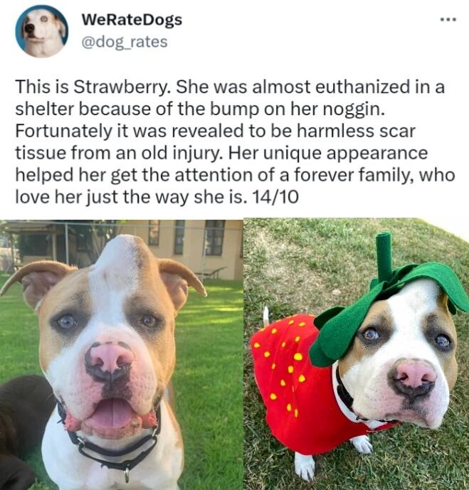 WeRateDogs dog rates This is Strawberry She was almost euthanized ina shelter because of the bump on her noggin Fortunately it was revealed to be harmless scar tissue from an old injury Her unique appearance helped her get the attention of a forever family who love her just the way she is 1410 T