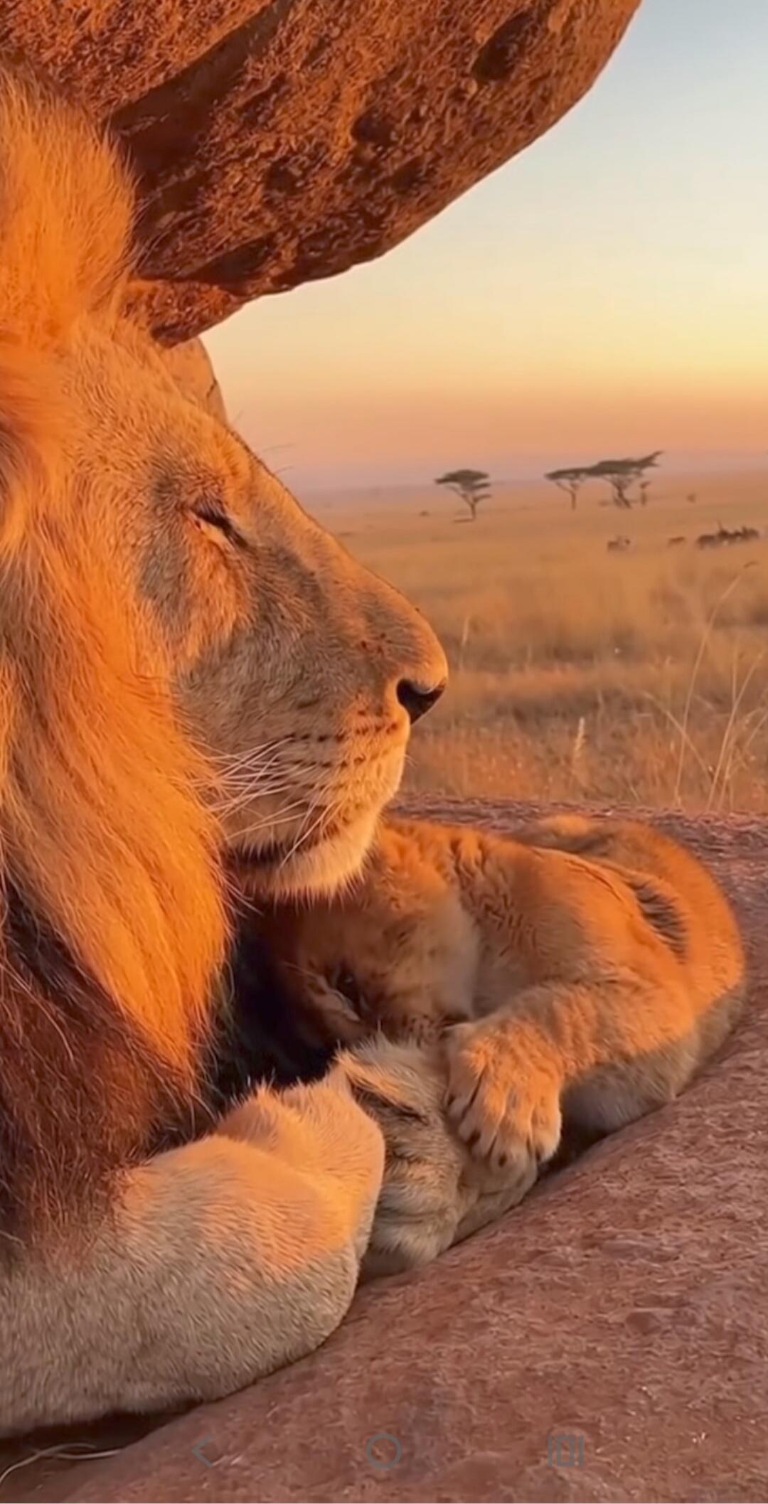 A close-up of a resting male lion with a sunset savannah in the background.