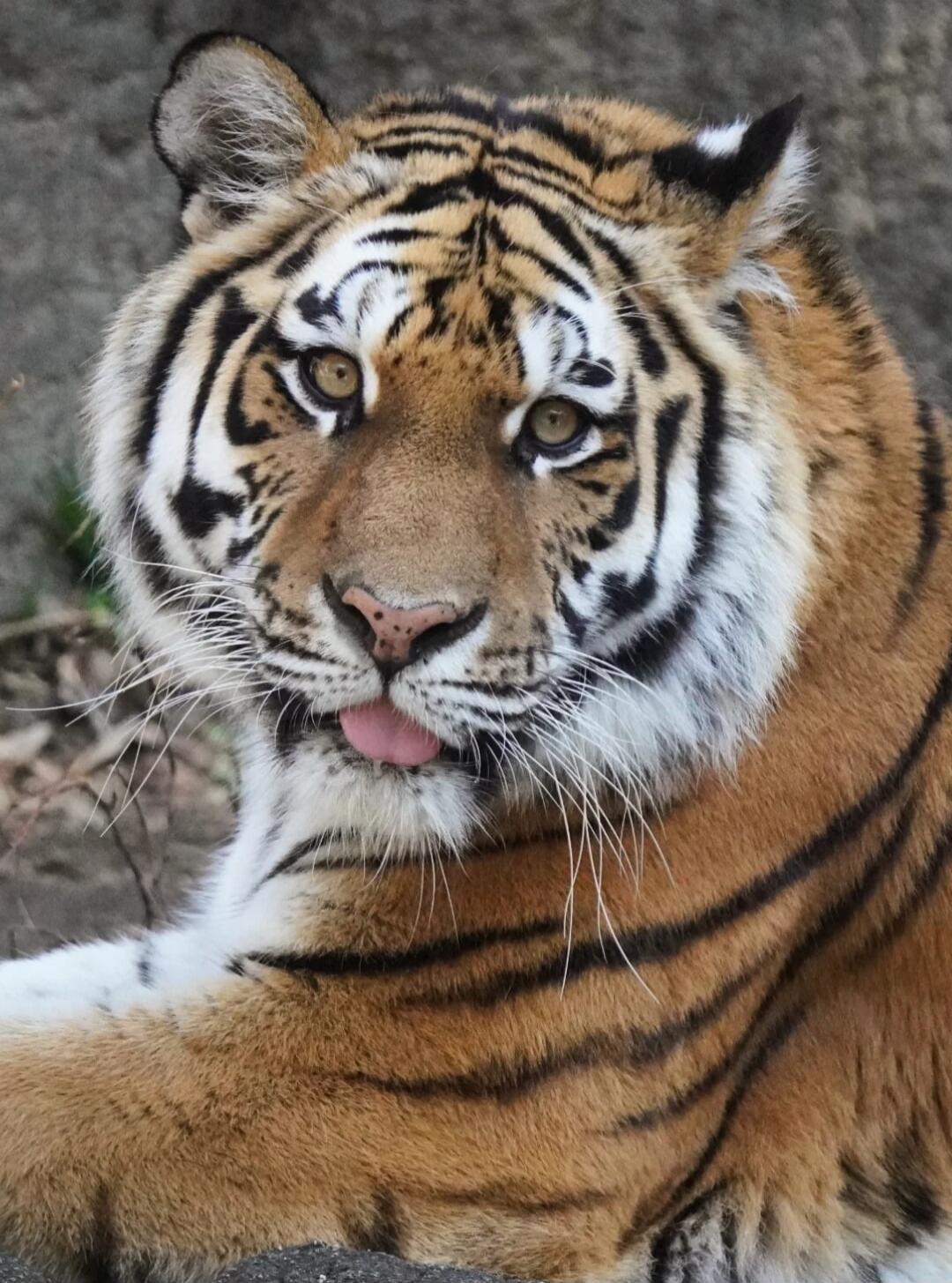 Tiger sticking out its tongue.