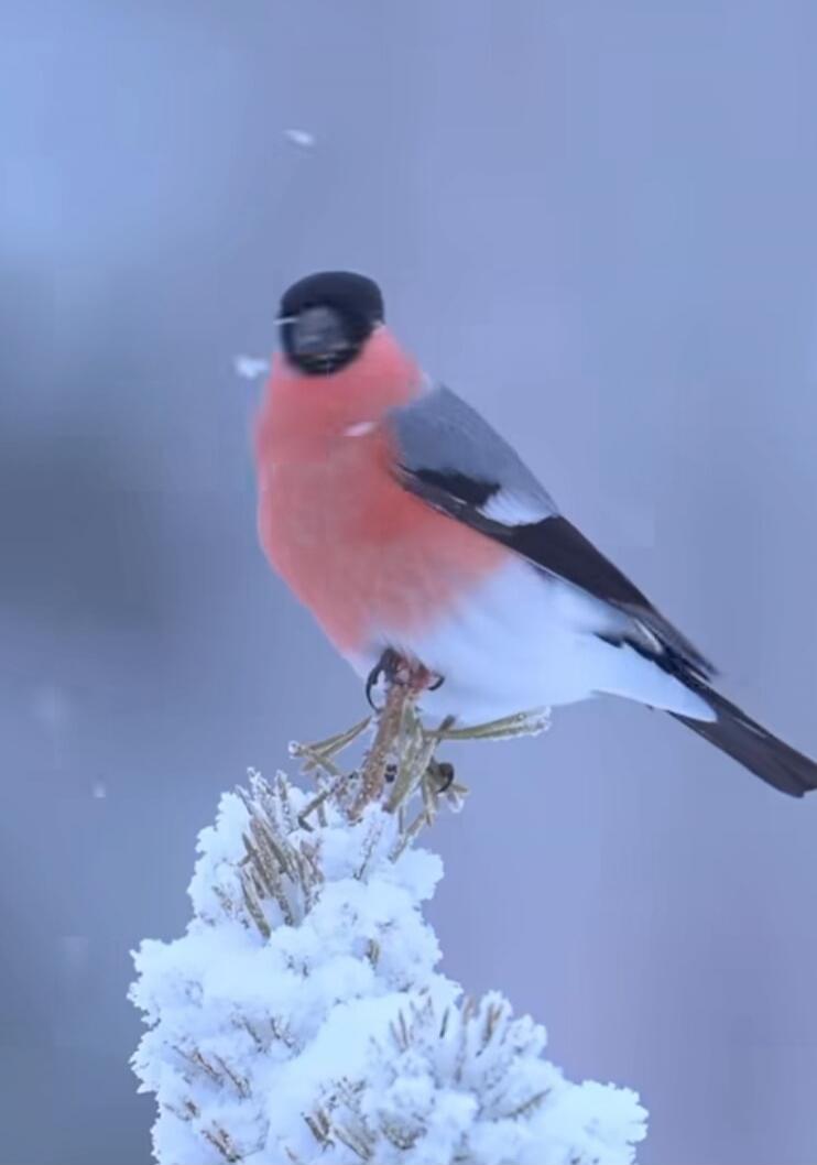 Session ID: 1091891.