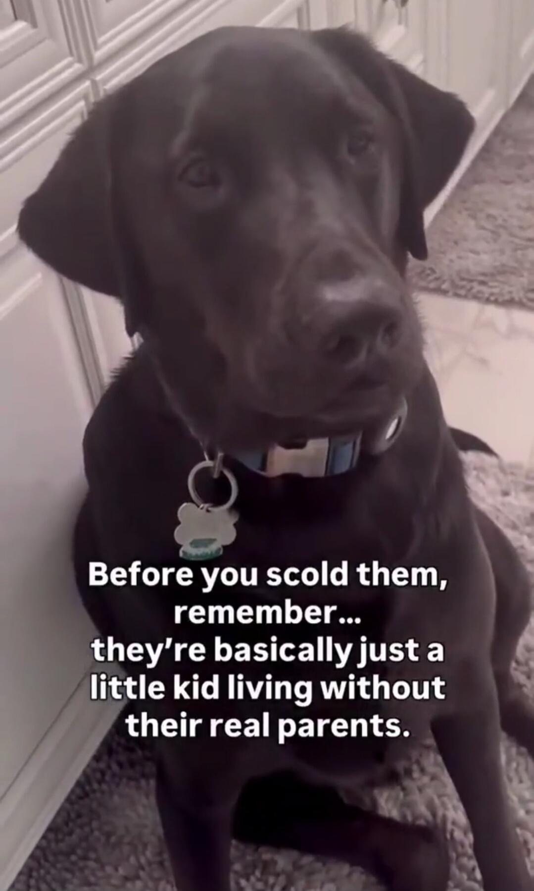 Before you scold them, remember... they're basically just a little kid living without their real parents.